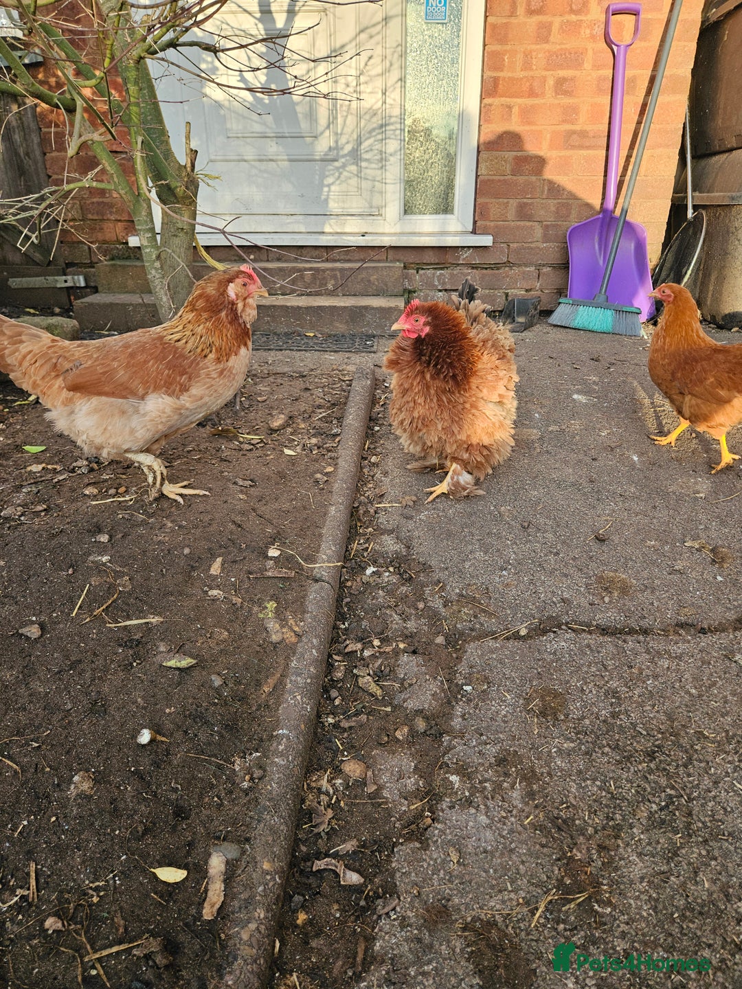 Chickens poultry for sale: 11 hens 1 cockrel  - Advert 5