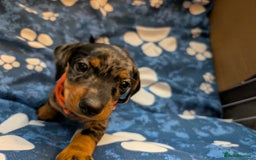 Dachshund dogs for sale: Dachshund Puppies - Image 17