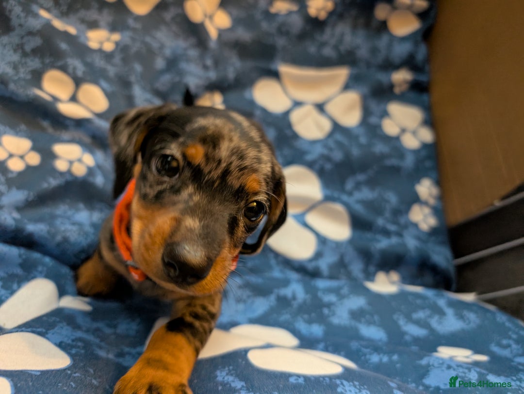 Dachshund dogs for sale: Dachshund Puppies - Image 17