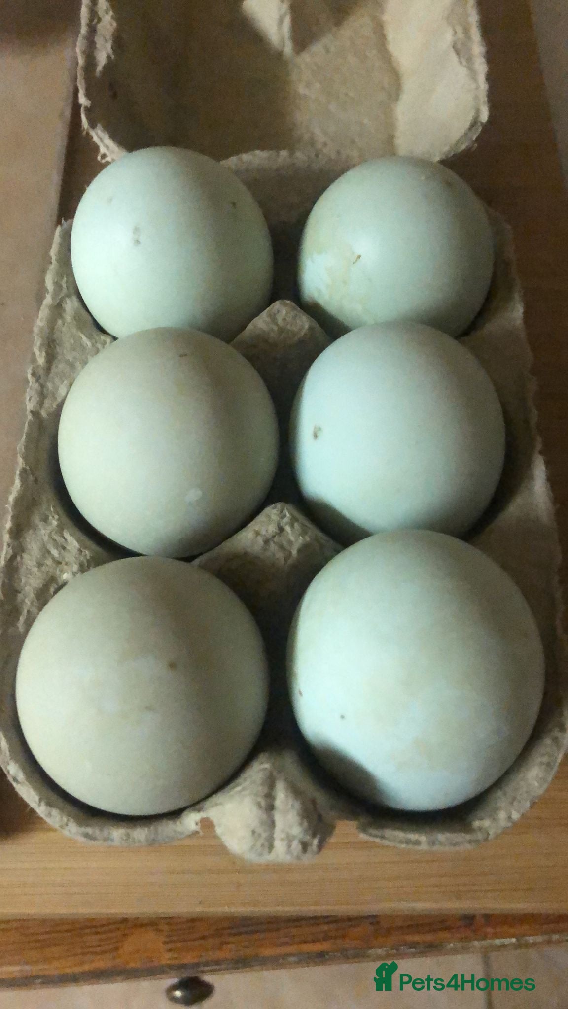 Ducks poultry Indian Runner Duck Hatching Eggs - Advert 4