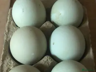 Ducks poultry Indian Runner Duck Hatching Eggs - Advert 4