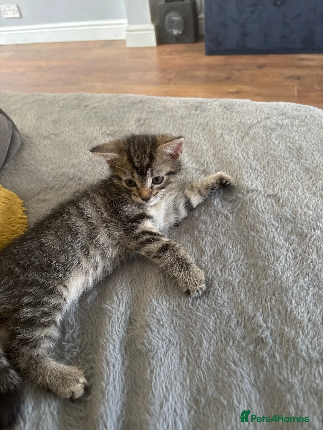 Domestic Shorthair cats for sale: 8 week old male kitten ready to be sold in Grantham - Advert 2