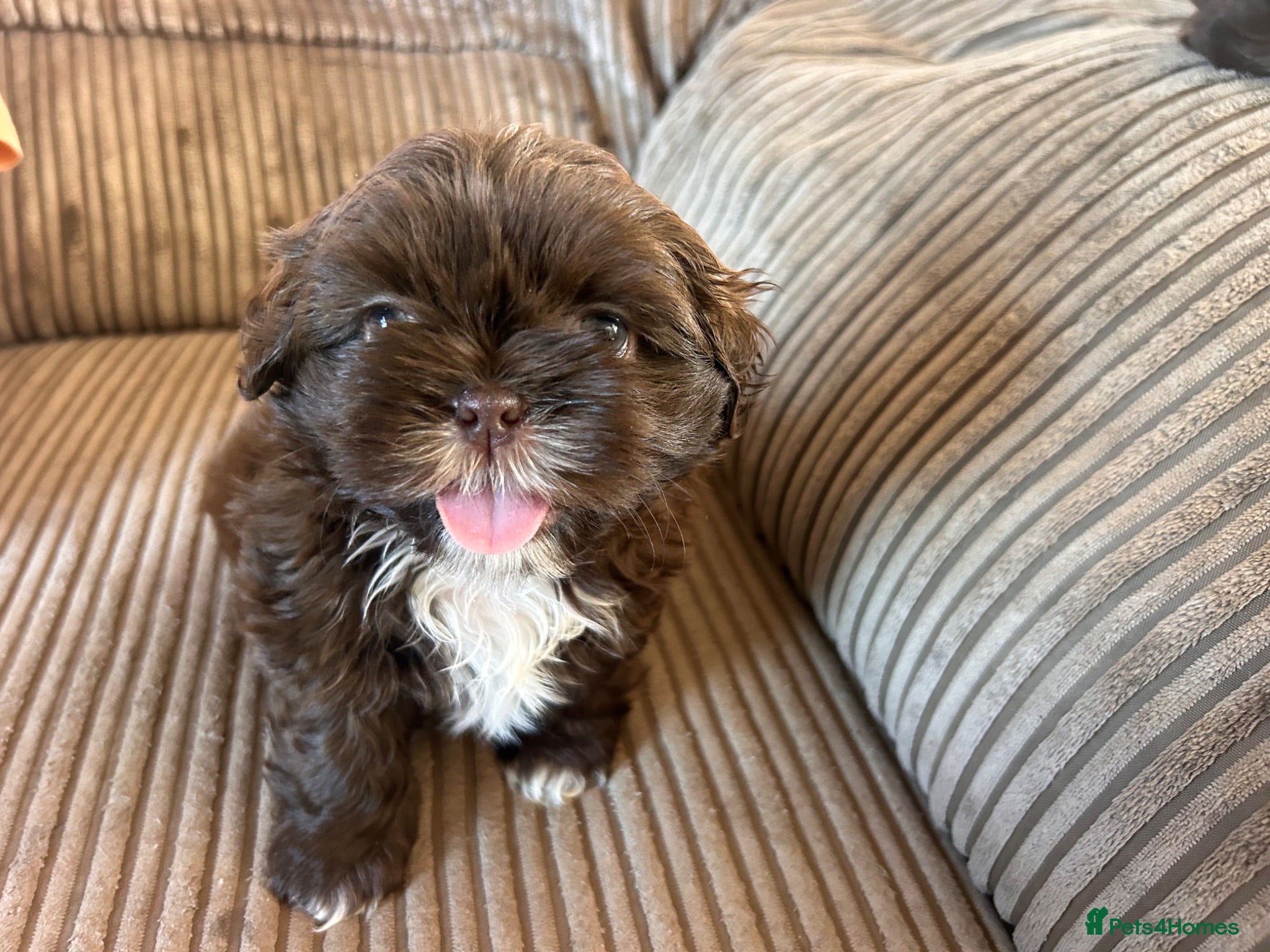 Shih Tzu dogs Beautiful Friendly imperial shih tzu boy - Advert 11