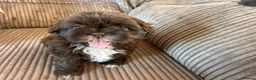 Shih Tzu dogs for sale: Beautiful Friendly imperial shih tzu boy - Advert 1