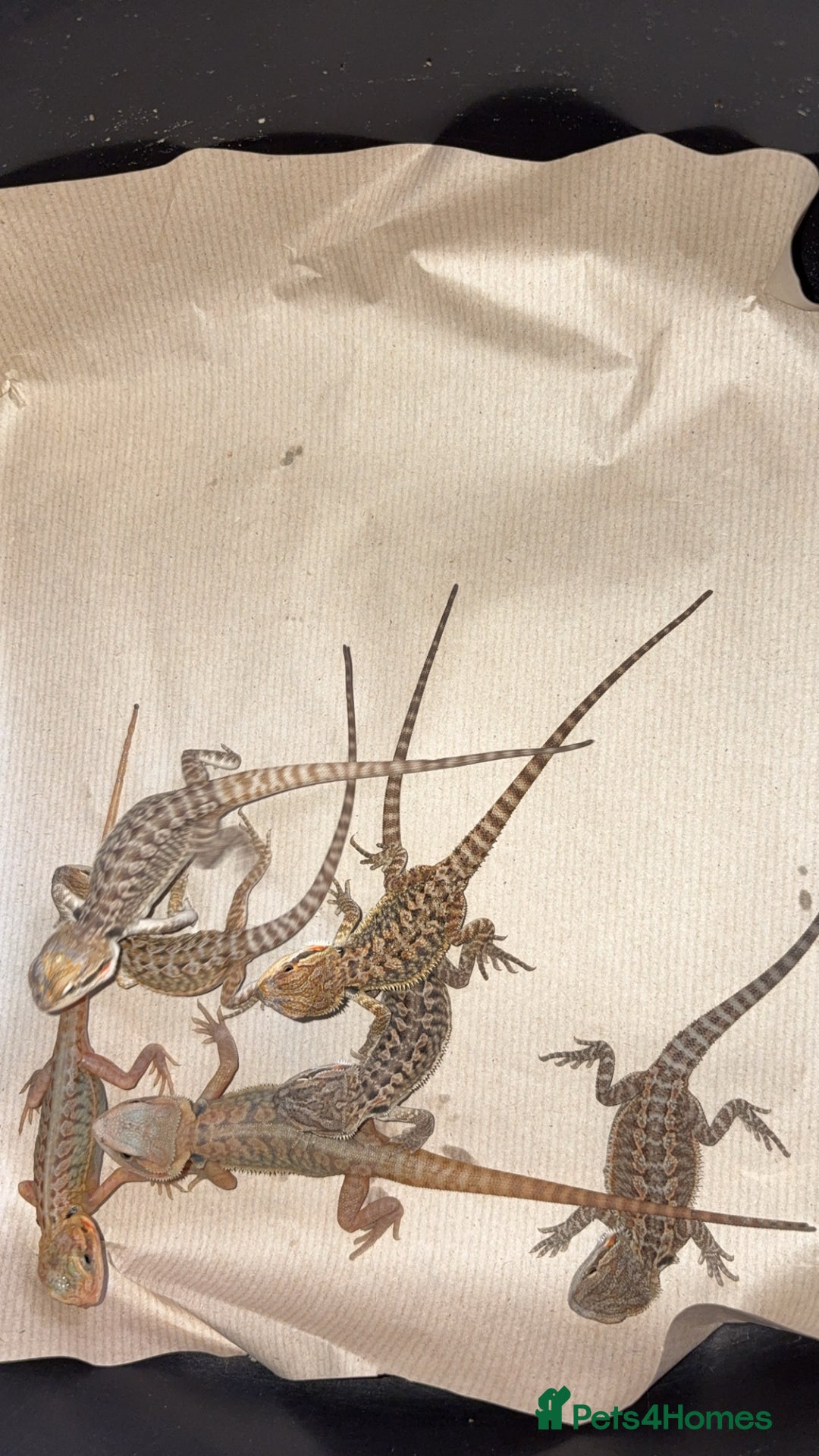Bearded Dragon reptiles for sale: Baby bearded dragons  - Image 8