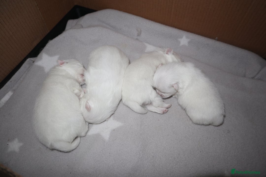 Pomeranian dogs for sale: 4 white pure bred pomerainian puppies - Advert 5