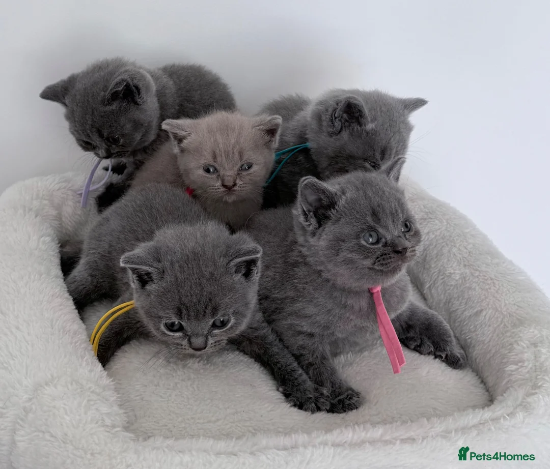 British Shorthair cats for sale: pure british shorthair kittens  - Advert 2