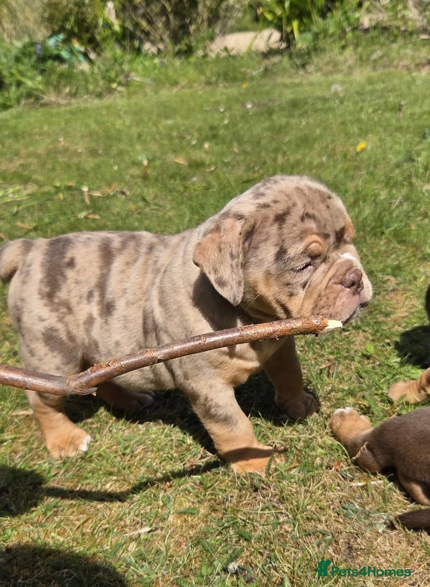 Olde English Bulldogge dogs READY NOW !!! RAINBOW OLD ENGLISH LITTER !!! - Advert 1