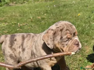 Olde English Bulldogge dogs READY NOW !!! RAINBOW OLD ENGLISH LITTER !!! - Advert 3