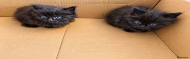 Mixed Breed 4