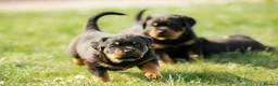Rottweiler dogs for sale: Stunning Chunky Rotweillers from fantastic parents - Advert 11