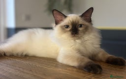 Ragdoll cats for sale: 💙 Seal Point Male - DNA Clear Parents - Image 1