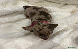 Dachshund dogs for sale: Beautiful litter of dachshund puppies … ONE  LEFT  - Image 13