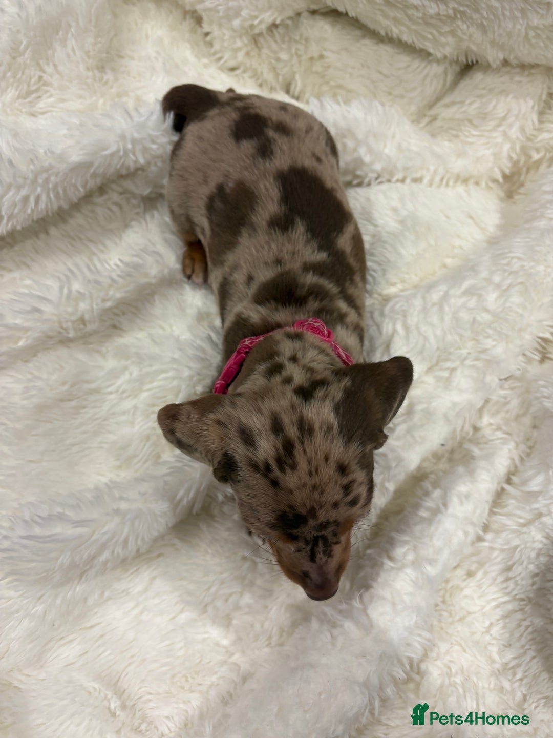 Dachshund dogs for sale: Beautiful litter of dachshund puppies … ONE  LEFT  - Image 13