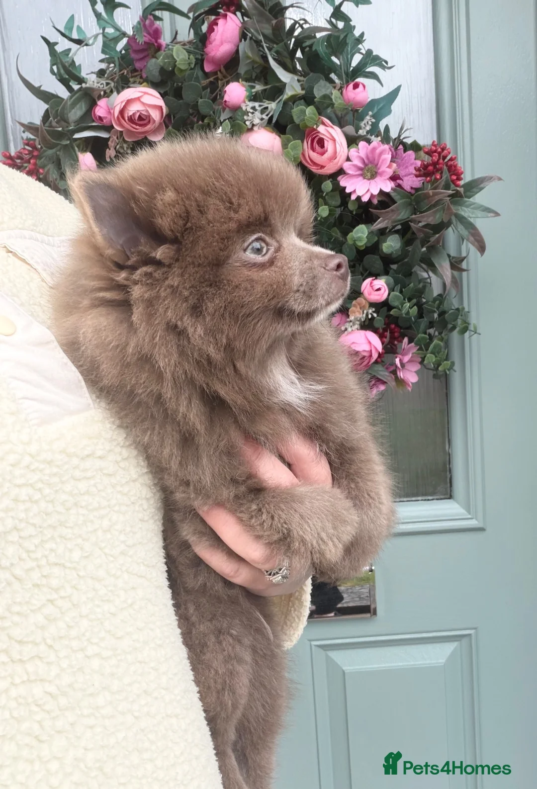 Pomchi dogs for sale: ❤️💙 Pomeranian Puppies 🐶  - Advert 2