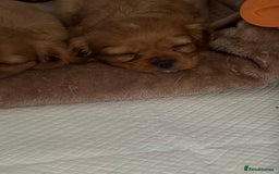 Cavalier King Charles Spaniel dogs for sale: 1 BOY LEFT**** Cavalier King Charles puppies - Image 21