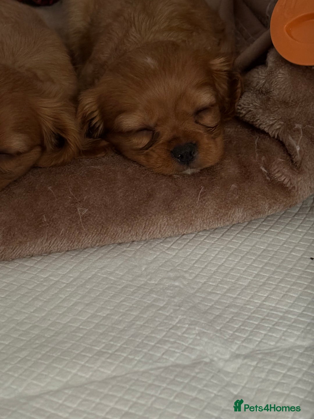 Cavalier King Charles Spaniel dogs for sale: 1 BOY LEFT**** Cavalier King Charles puppies - Image 21