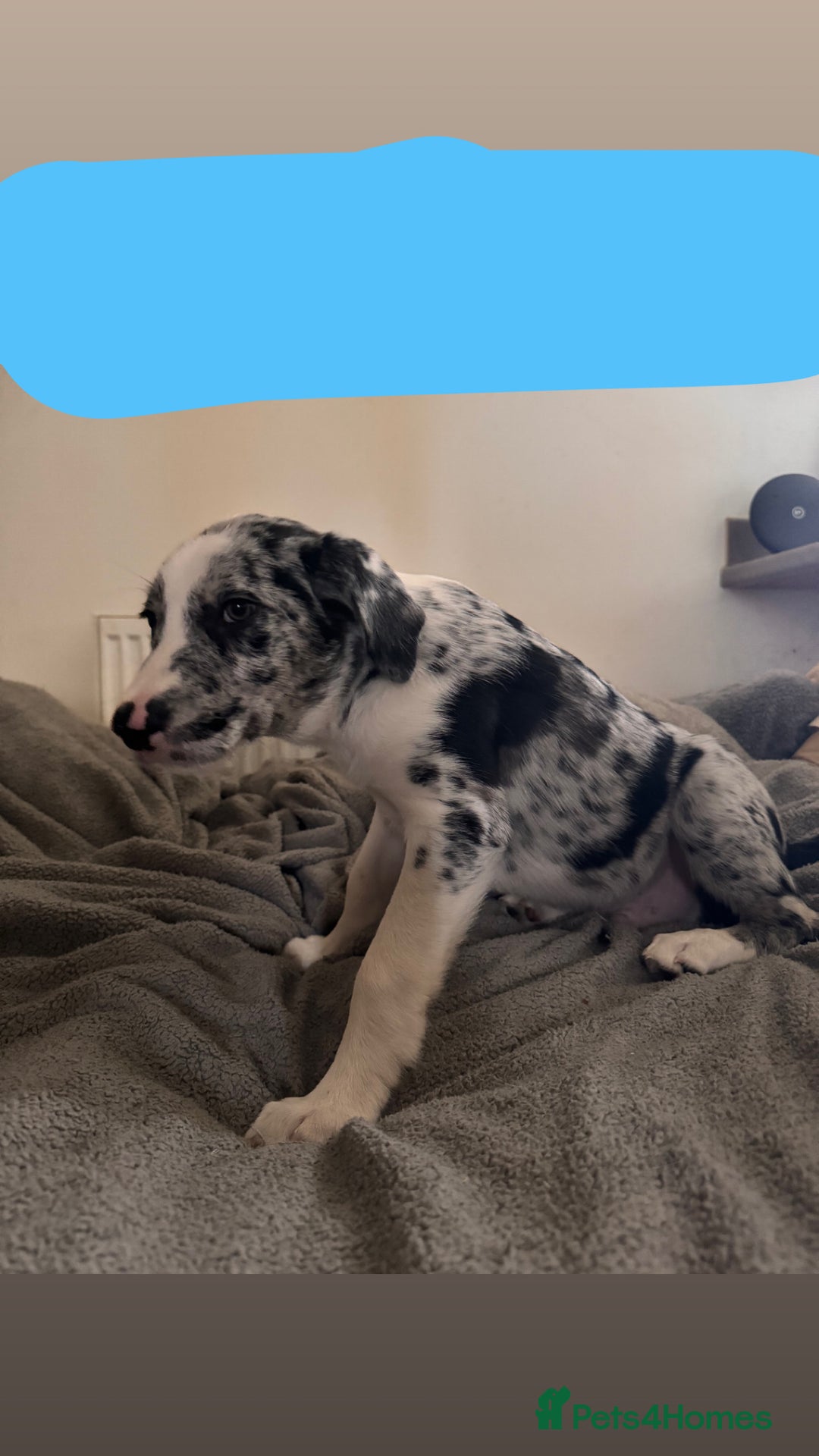 Border Collie dogs for sale: Border collie pups - Image 3