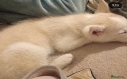 Siberian Husky dogs for sale: Siberian huskies  - Image 9