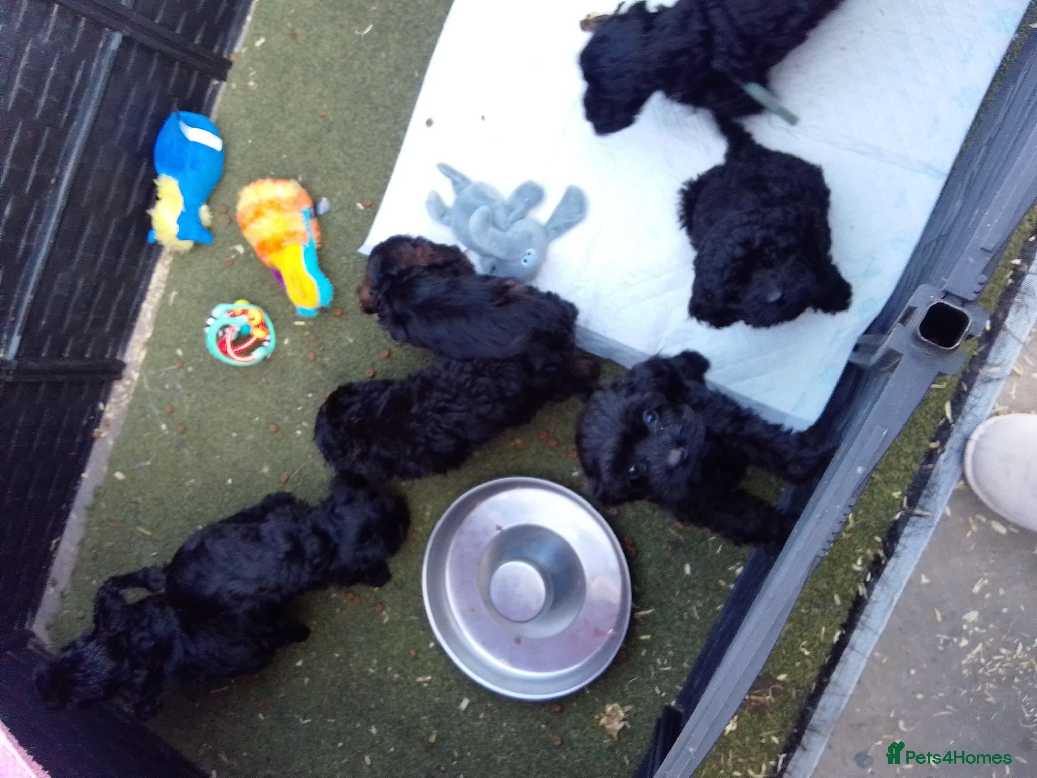 Cockapoo dogs  cockapoodle - Advert 2