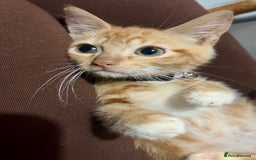 Mixed Breed cats for sale: Ginger female kitten - Image 3
