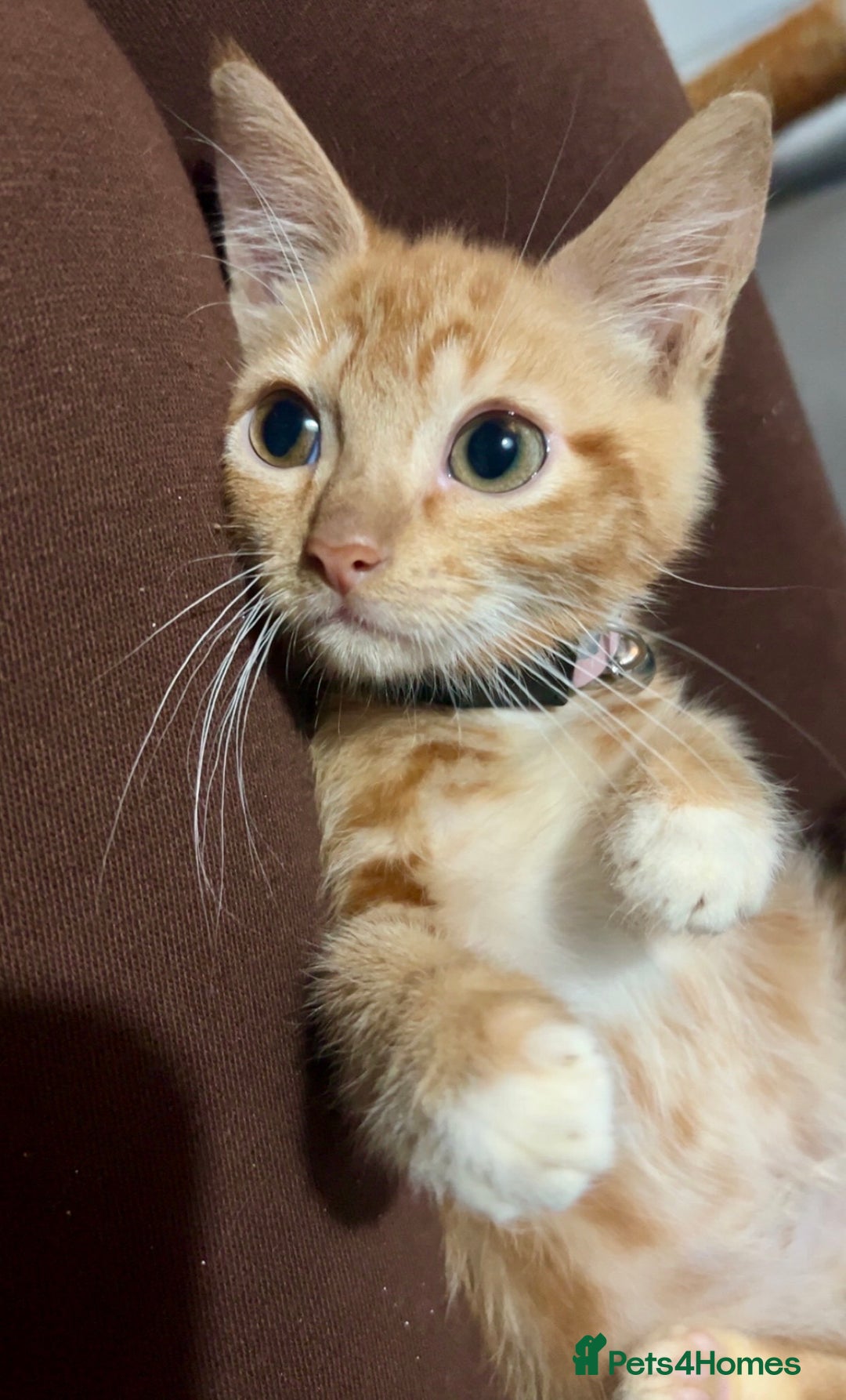 Mixed Breed cats for sale: Ginger female kitten - Image 3