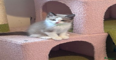 Ragdoll cats - Advert 16