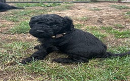 Miniature Poodle dogs for sale: Miniature Poodle Puppies  - Image 31