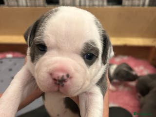 Staffordshire Bull Terrier dogs Beautiful blue & white staffy boy 💙🐾 - Advert 1