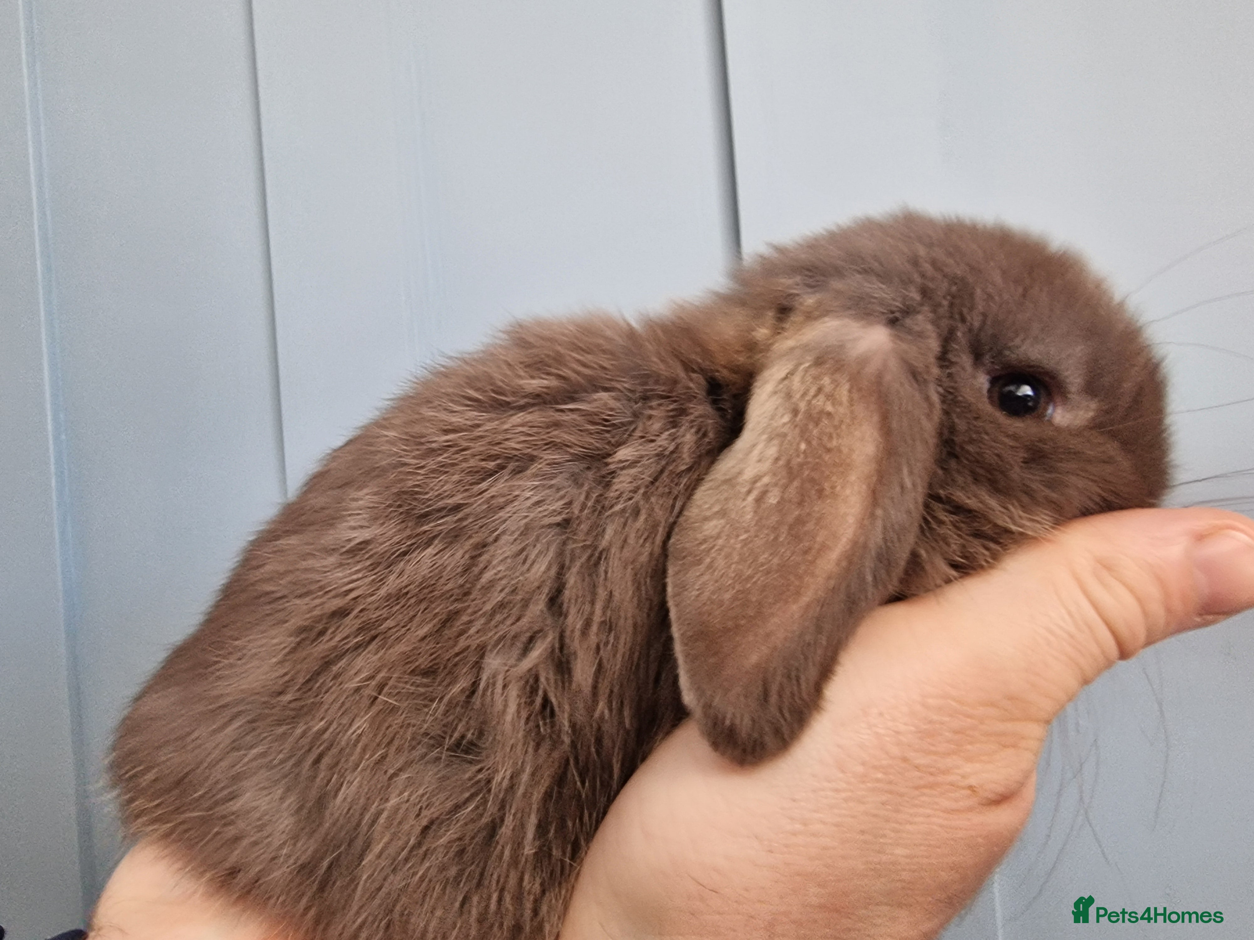 Mini Lop rabbits Baby mini lop bunnies 🐰  - Advert 2