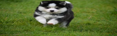 Pomsky Puppy 1