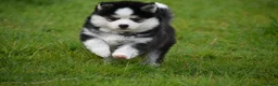 Pomsky dogs for sale: F4 Genuine Pomskies from health tested parents - Advert 19
