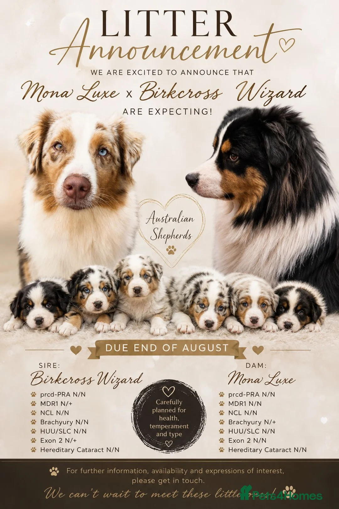 Australian Shepherd dogs for sale: Australian shepherds  - Advert 1
