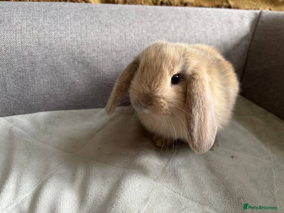 Mini Lop rabbits for sale: Mini Lops - Image 4