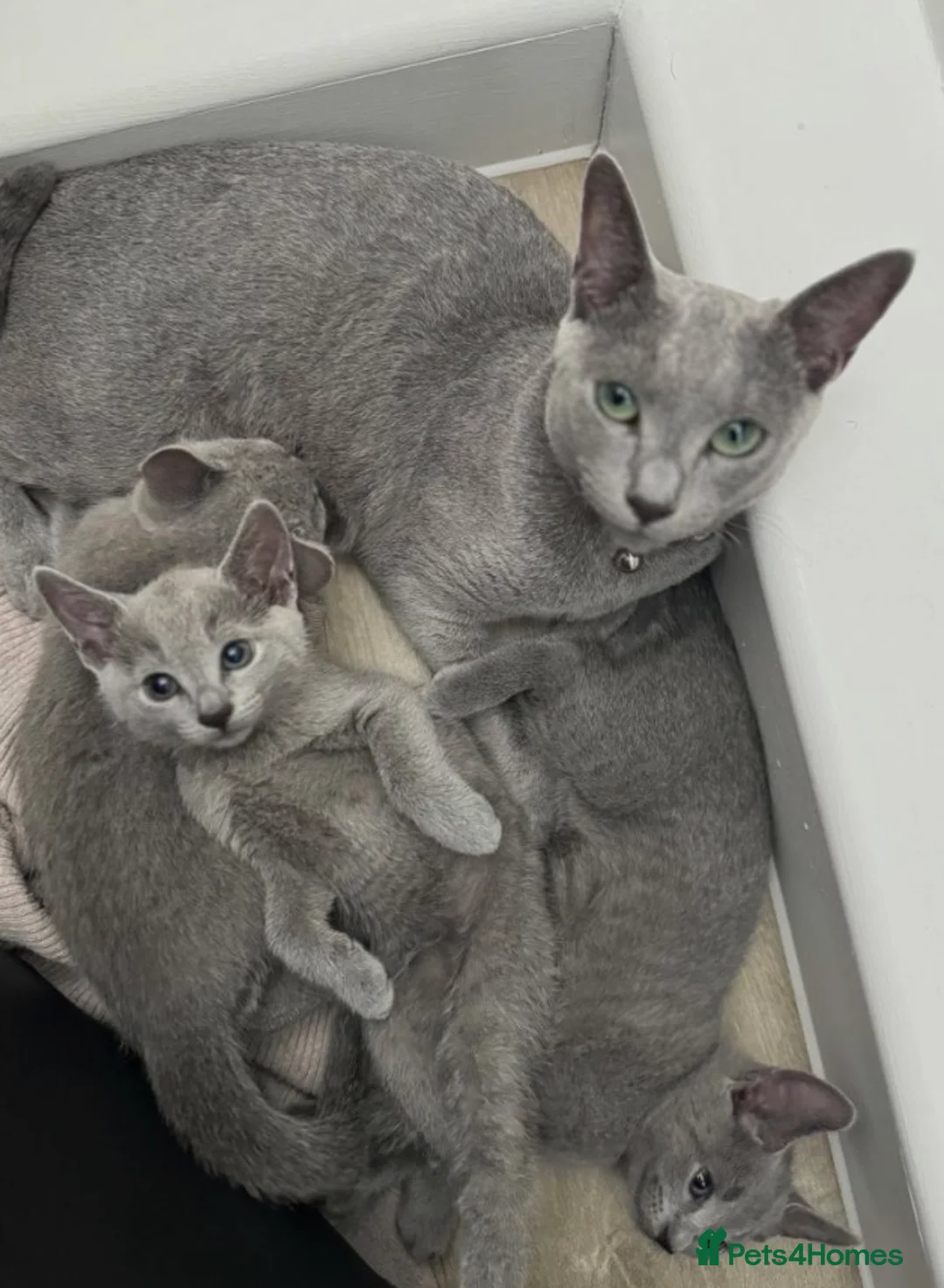 Mixed Breed cats for sale: russian blue x british shorthair kitten in Middlesbrough - Advert 2