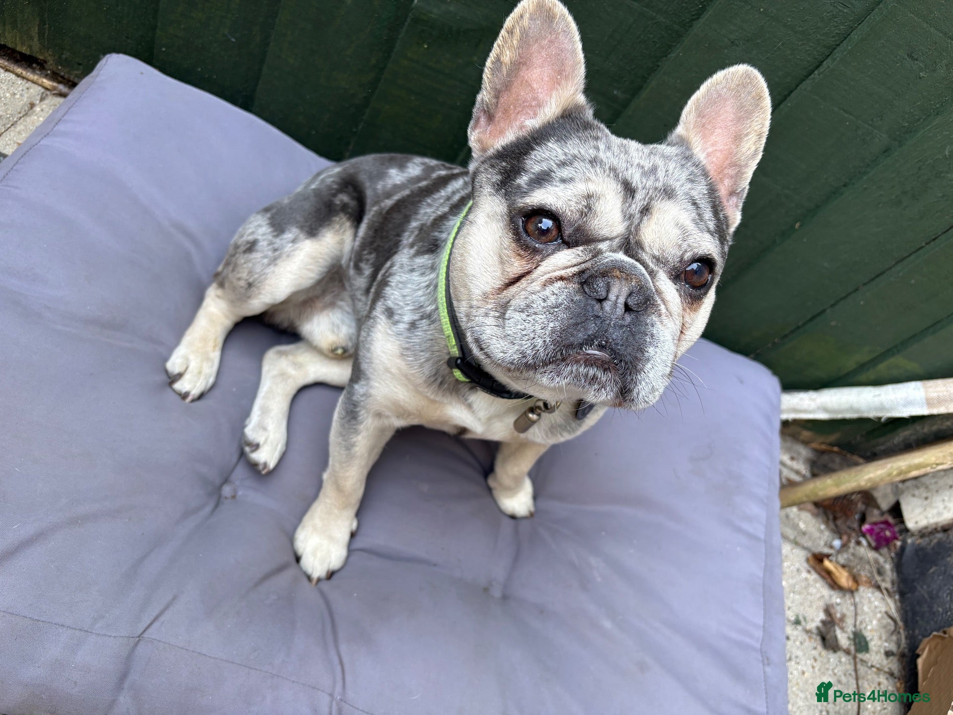 French Bulldog dogs French Bulldog for Stud - Advert 1