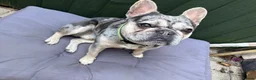 French Bulldog dogs for stud: French Bulldog for Stud - Advert 1