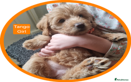 Labradoodle dogs for sale: Outstanding beautiful labradoodles F3b puppies - Image 6