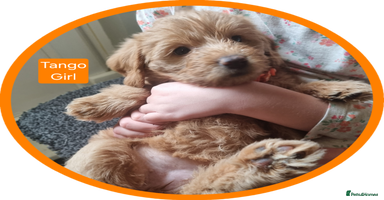 Labradoodle dogs - Advert 4