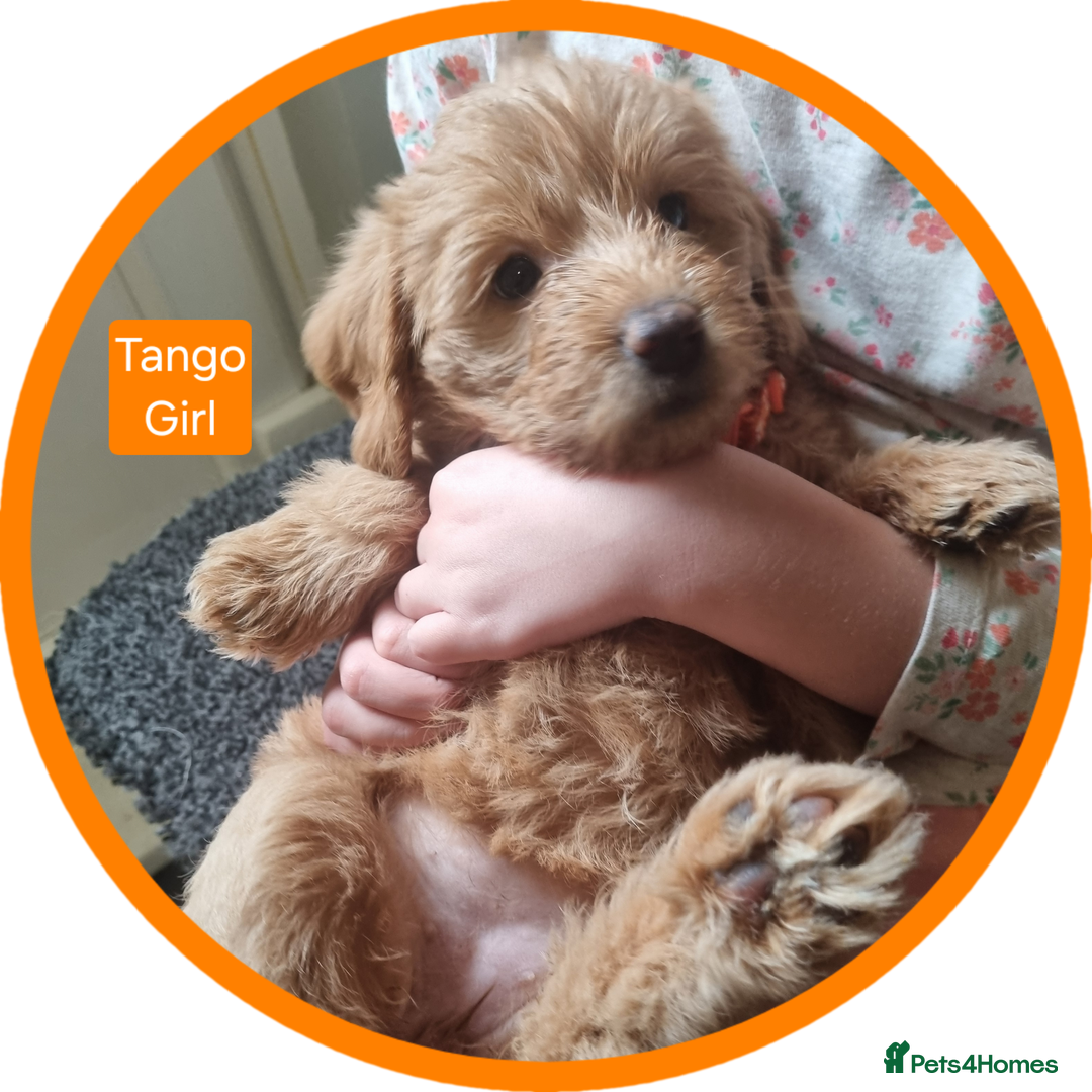 Labradoodle dogs for sale: Outstanding beautiful labradoodles F3b puppies - Image 6