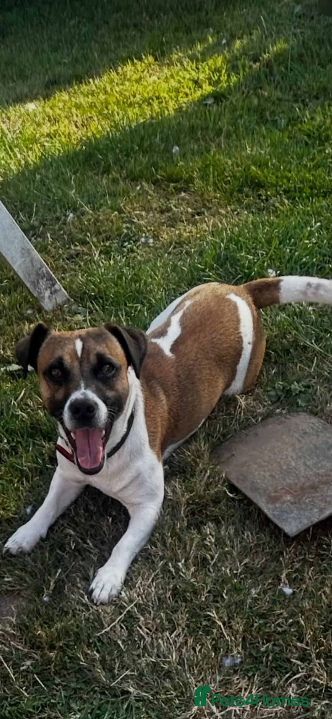 Jack Russell dogs for stud: Handsome Lenny for Stud - Advert 2
