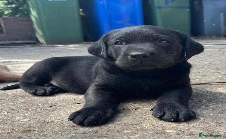 Labrador Retriever dogs - Advert 14