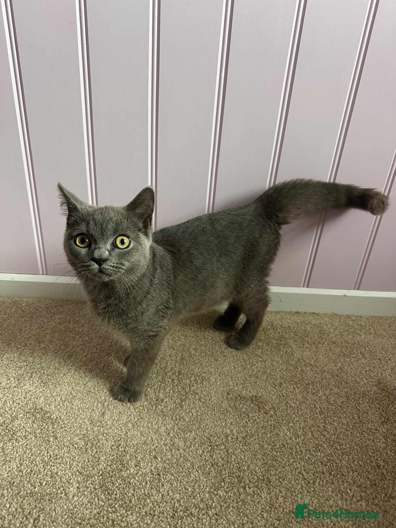 British Shorthair cats Lovely british shorthair kitten for sale - Advert 2