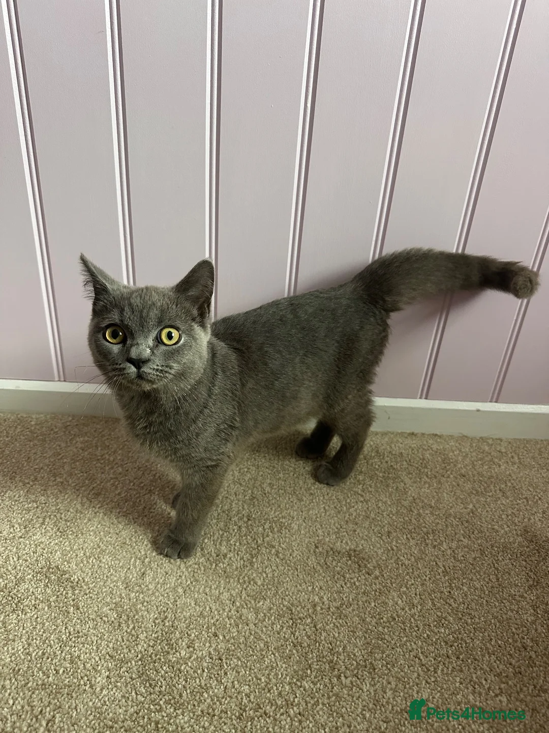 British Shorthair cats for sale: Lovely british shorthair kitten for sale in Bradford - Advert 1