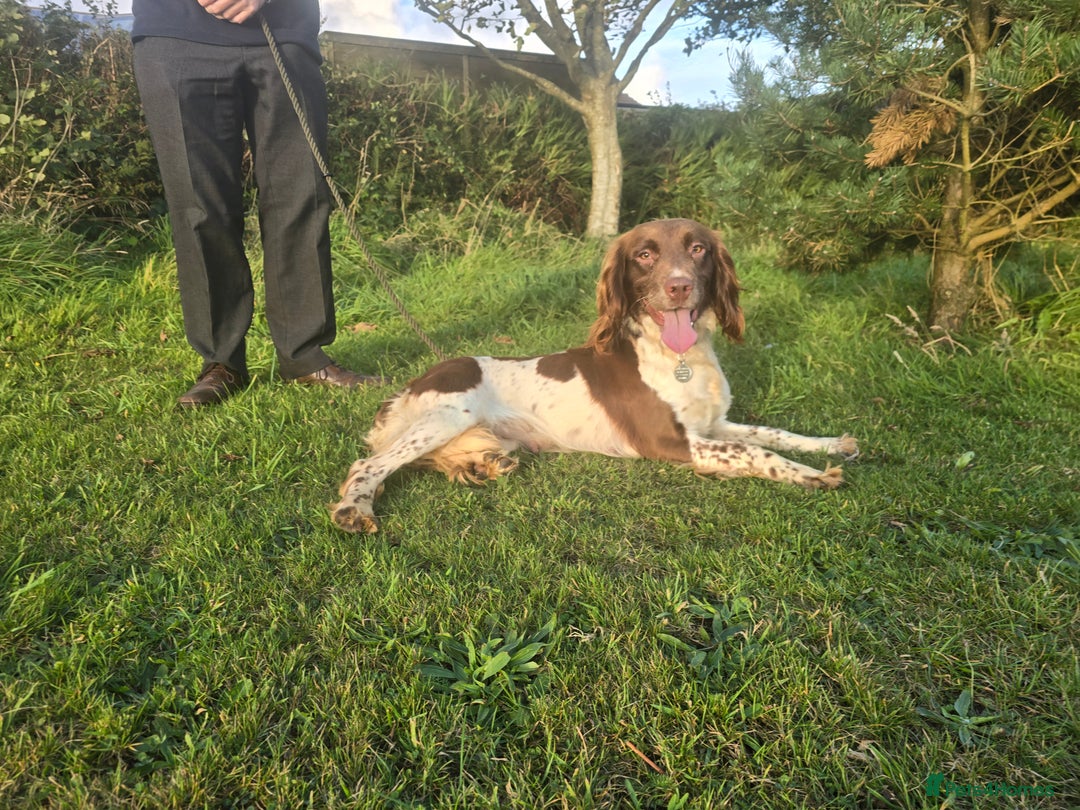 English Springer Spaniel dogs for sale: KC Health Tested Pups ready Nov 25 - Image 12