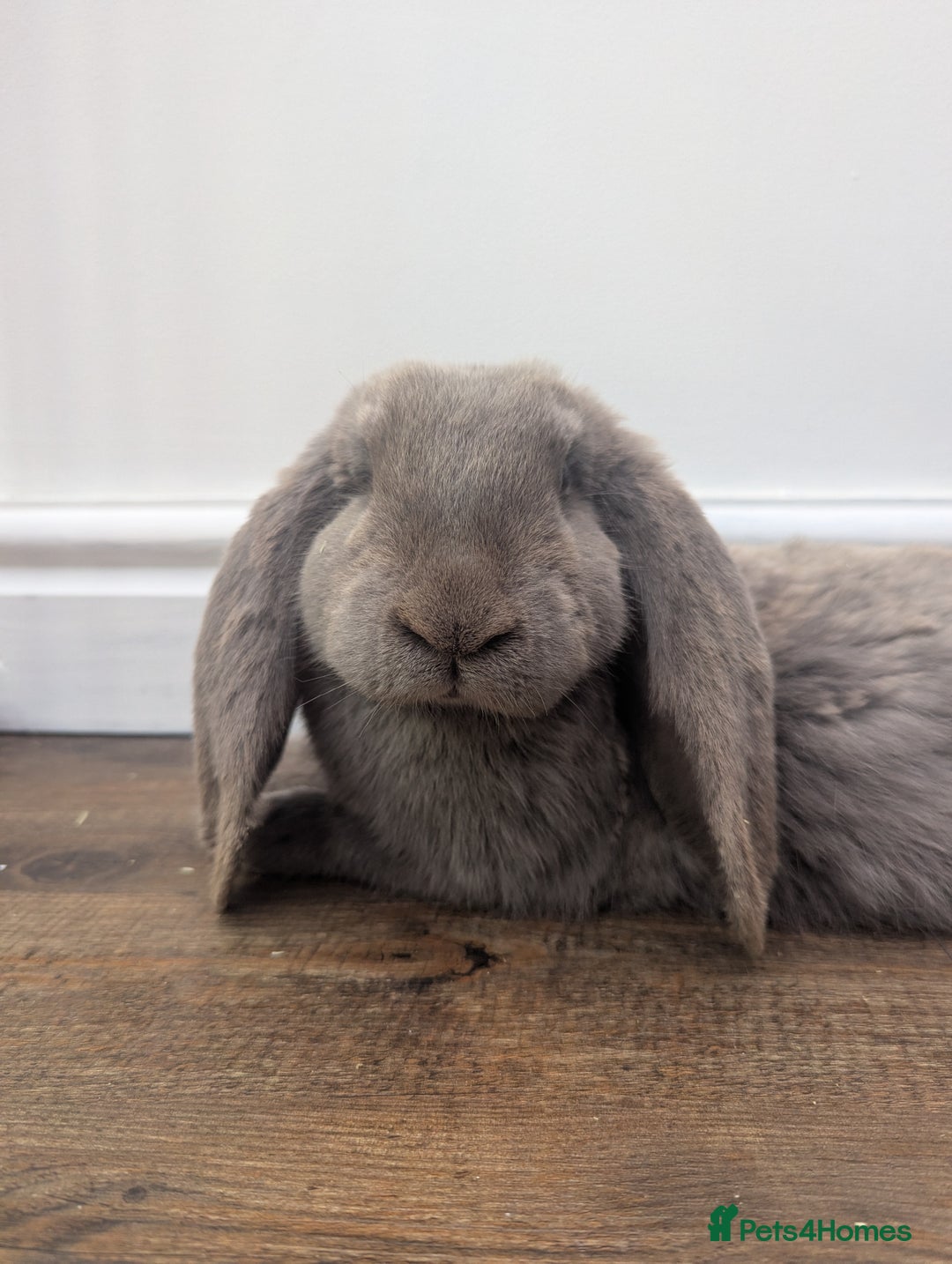French Lop rabbits for sale: Female french lop for rehoming  - Image 1