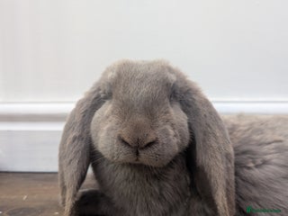 French Lop rabbits - Advert 3