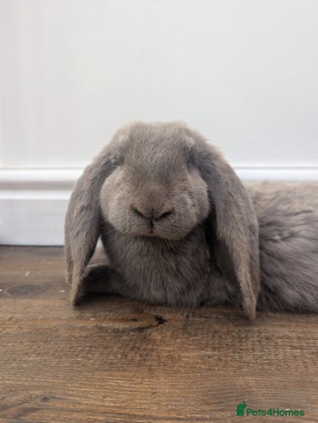 French Lop rabbits - Advert 1