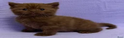 British Shorthair cats for sale: British shorthair X Persian kittens  - Advert 3