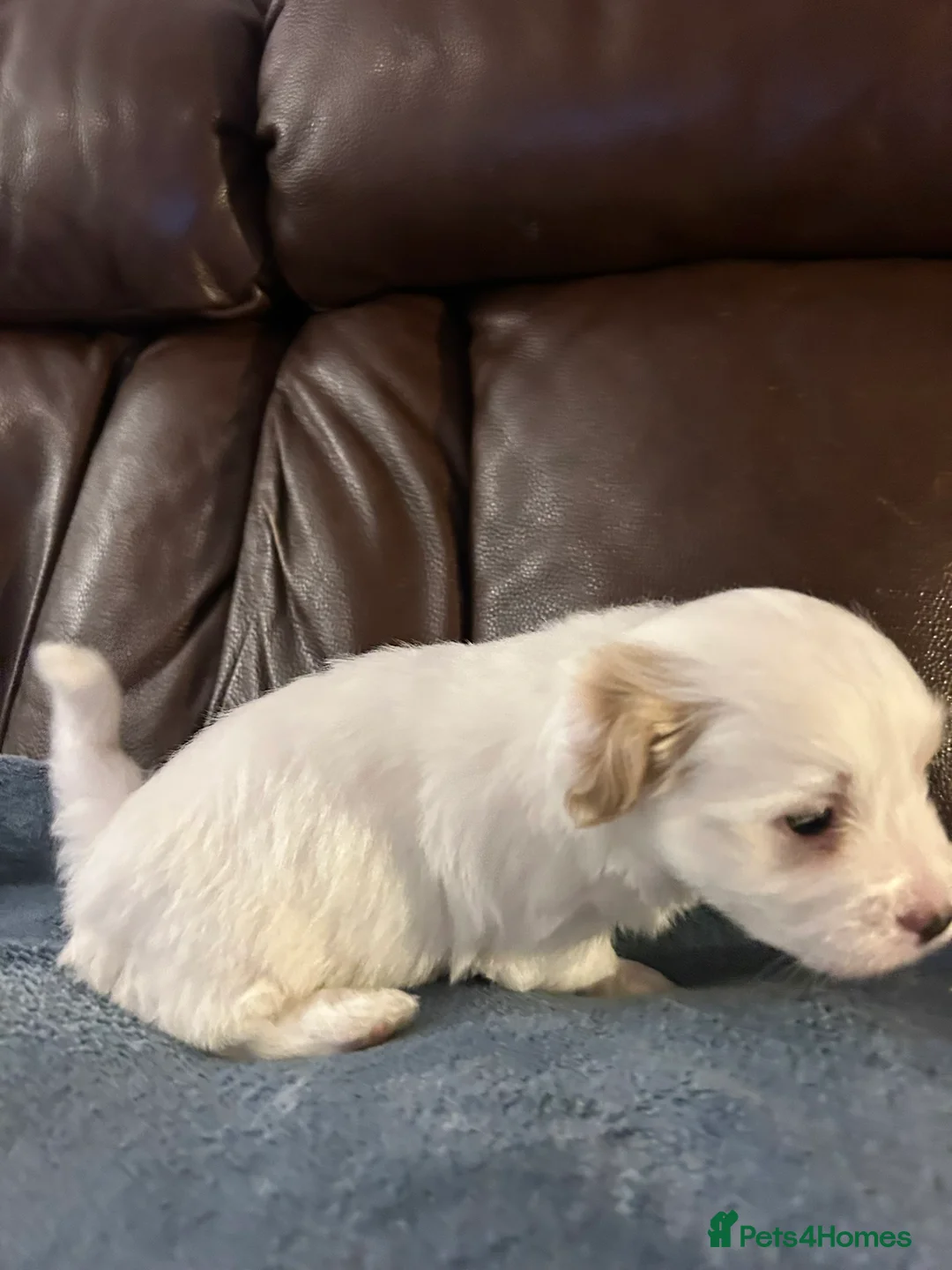 Coton De Tulear dogs for sale: KC reg Coton de Tulear Pups 1 boy, 3 girl - Advert 11